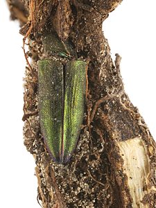 Melobasis propinqua verna, PL4067, dead non-emerged adult, in Eutaxia microphylla root crown, SE